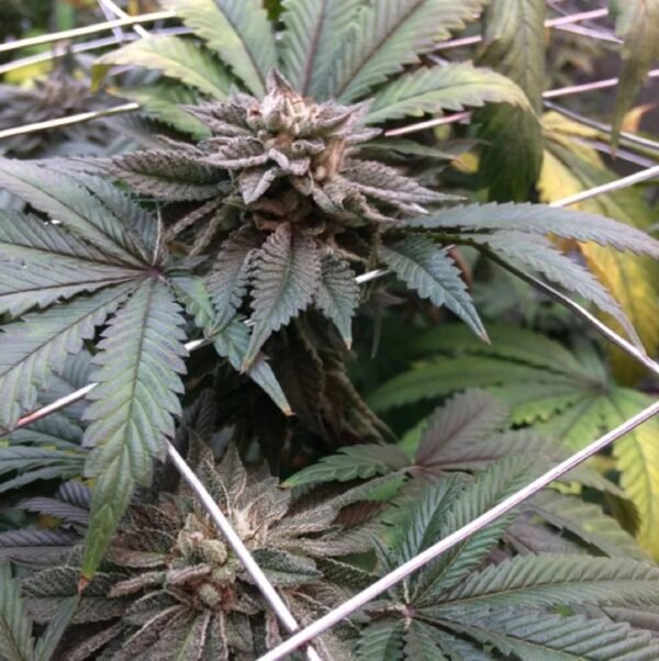 Cannabis near Freiburg im Breisgau Germany